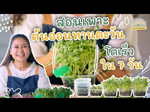 วิธีเพาะต้นอ่อนทานตะวัน (โตง่ายภายใน 7 วัน) | Urban Gardening ปิ๊ง! ไอเดียปลูก
