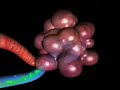 fonctionnement des ilots de langerhans sur l\ fonctionnement des ilots de langerhans sur l\