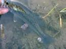 Pesca no Lavre 4