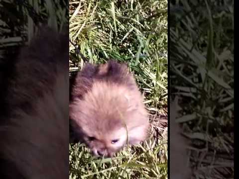 AKC. SHOW CHAMPION GRANDSIRED PRINCESS POMERANIAN PUPPY