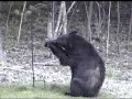 Black bear destroying my bird feeder