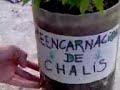 Marihuana..Re-Encarnacion De Chalis Parte 1