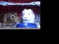 The Guinea Pigs Eat Breakfast