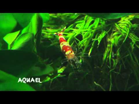 freshwater shrimp - Katrina Warren presents Paul Talbot talking about 