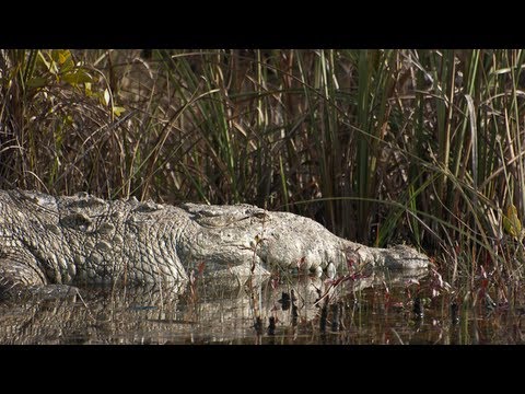 American Crocodile