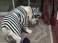 Herschel the bulldog does Halloween