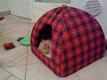 phoebe red persian cat play with her house kitten micina phoebe red persian cat play with her house kitten micina