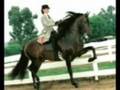 2008 3/4 Andalusian Daughter of Mediteraneo V. 2 for 1 pkg