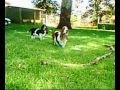Basset Hound video