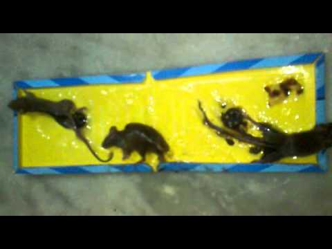 how to dissolve rat trap glue