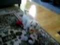 videos de Mackenzie chases a toy