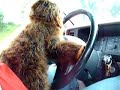 Jakey the Monkey: Driving