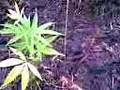 guerilla gardening