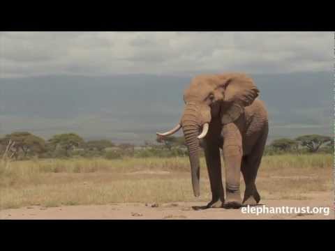 how to cure elephant leg