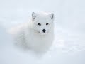 Artic Volcanoes, Something to think about