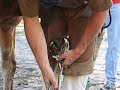 Horse Farrier Trimming Regalo\