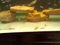 My guppy who died My guppy who died