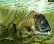 BREAM speed painting.