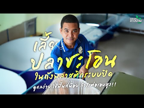 เลี้ยงปลาชะโอน ในถังพลาสติกระบบปิดดูแลง่าย ใช้พื้นที่น้อย กำไรต่อรอบสูง | เทคโนโลยีชาวบ้าน