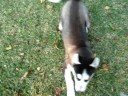 n the dog