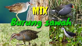 Download Mix Burung Sawah Malam Cocok Untuk Suara Pikat Jaring