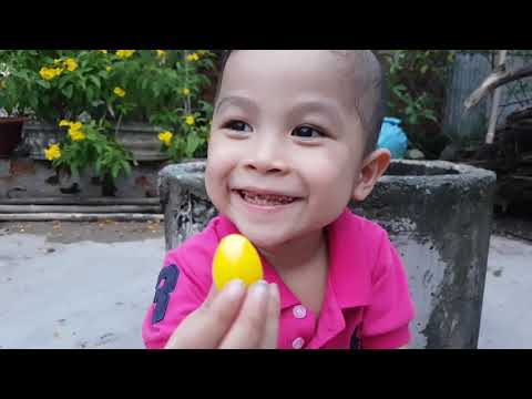 Bé Nhỏ Doli Săn Đồ Chơi ❤ ChiChi ToysReview TV ❤ Trò Chơi Bài Hát Trẻ Em Baby Toys Song