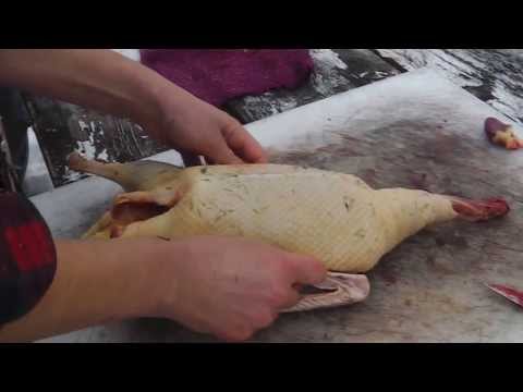 how to harvest ducks