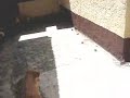 bolinhas alienigenas