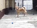 bolinhas alienigenas