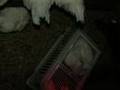 Chicken Rescue - Gloucestershire Animal Action