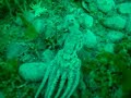 Pacific Not-So-Giant Octopus