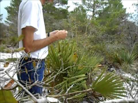 how to transplant scrub oak