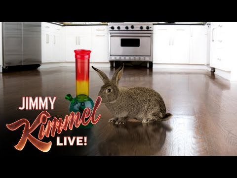 Talk to Your Rabbits About Marijuana