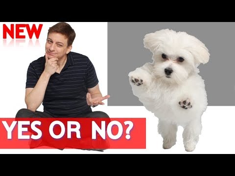 Should you Spay or Neuter Your Dog?