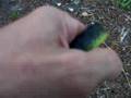 Matt Zarb and a friendly green tree snake Brampton Island