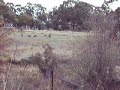 kangaroos.html