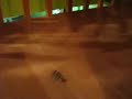 bristlebot bristlebot