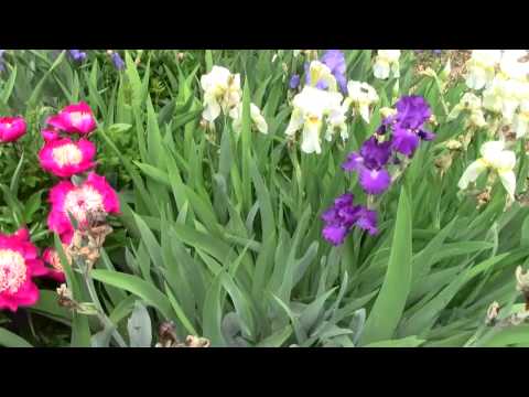 how to fertilize bearded iris