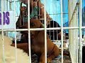 Venta ILEGAL de animales en la Feria de Villa Dominico