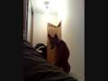 Basenji