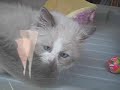 Another kitten in Ikebukuro