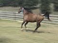 Gollei, Polish Arabian mare by Comoshun