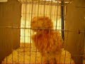 Chicken Dance