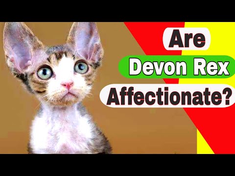 Are Devon Rex cats affectionate? Are Devon Rex cats rare?