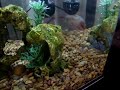 Critters Dancing to Cell Phone Goodness