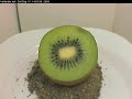 Kiwi timelapse Kiwi timelapse