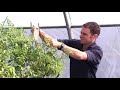 Controlling Aphids with Beneficial Bugs