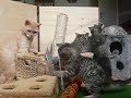 Selkirk Rex kitten