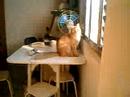 Felino tentando abrir janela!