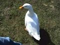 Verrückter Erpel, Ente, crazy duck Verrückter Erpel, Ente, crazy duck